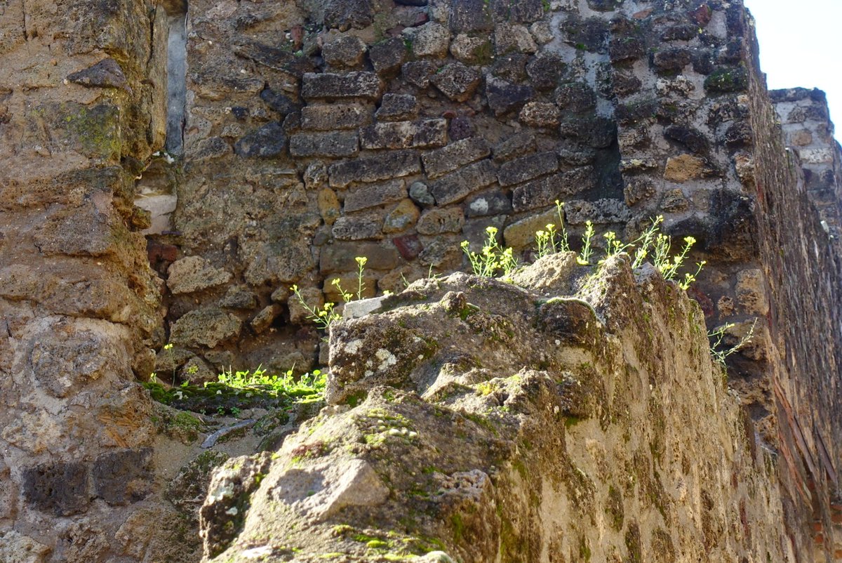 mariajosanchis's tweet photo. Visitar les excavacions de Pompeia i Ercolano i anar-se-te'n els ulls a les plantetes que colonitzen les ruïnes.
@pompeii_sites 
#Ercolanoscavi
#Pompeiiscavi
#Campania https://t.co/MWTVIELV6Q
