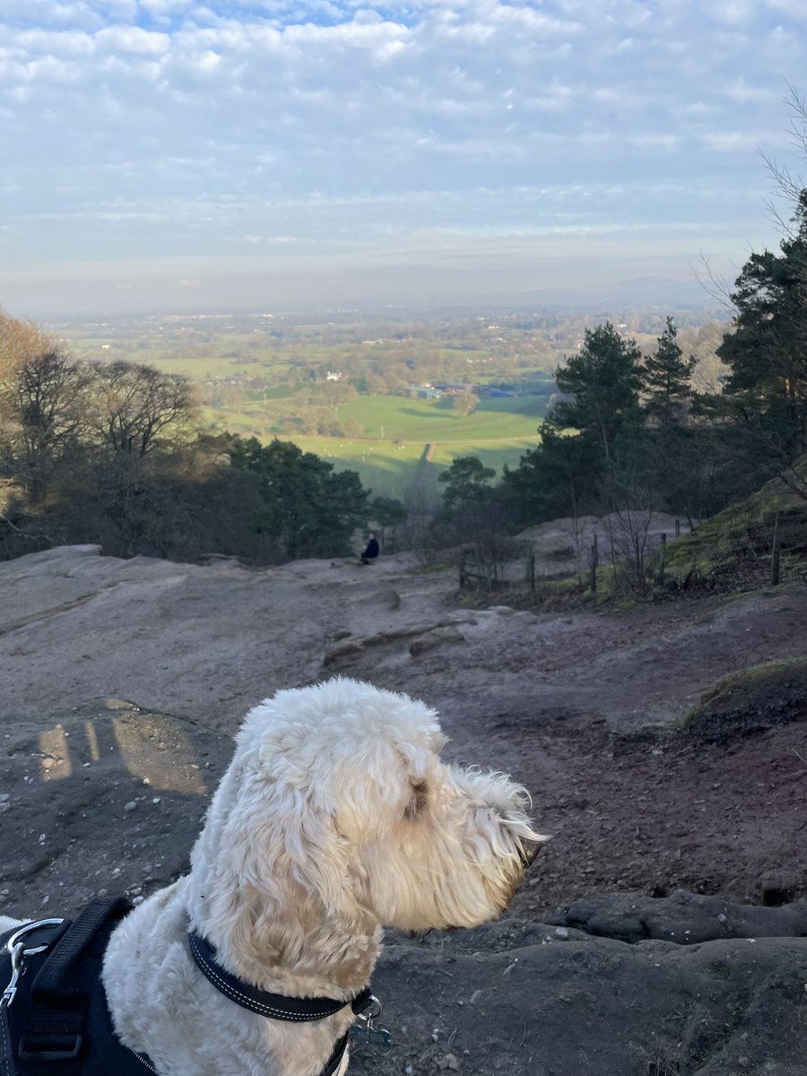 Buddywhitegate's tweet photo. I enjoyed my walk in Alderley Edge today overlooking the Cheshire Plain. @SchoolWhitegate https://t.co/xrsztjXQnS