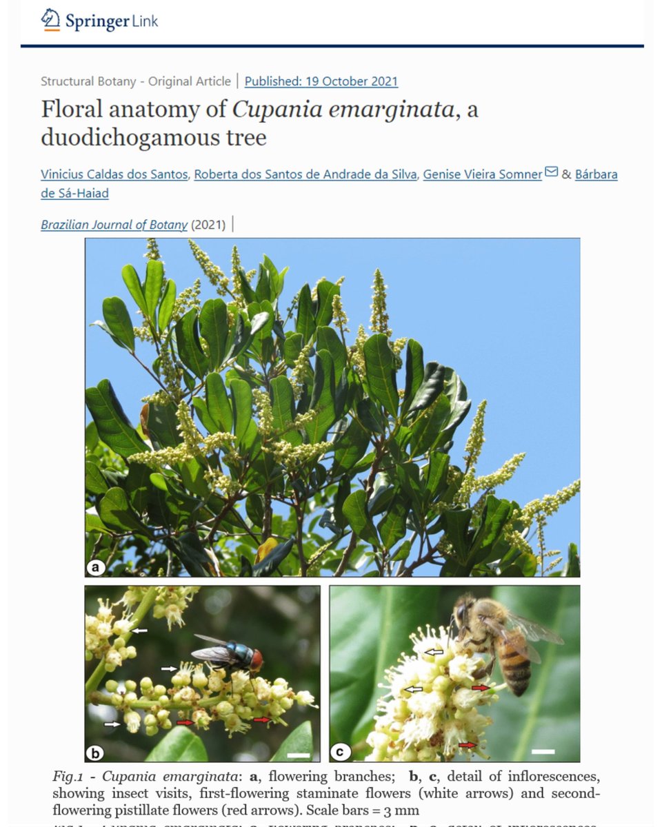 Floral anatomy of Cupania emarginata, a duodichogamous tree.
Vinicius Caldas dos Santos, Roberta dos Santos de Andrade da Silva, Genise Vieira Somner &amp; Bárbara de Sá-Haiad 

link.springer.com/article/10.100…