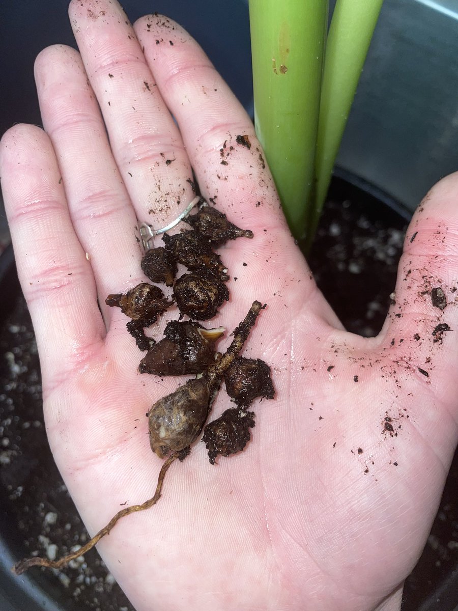 look at all these alocasia corms i found today 😍😍