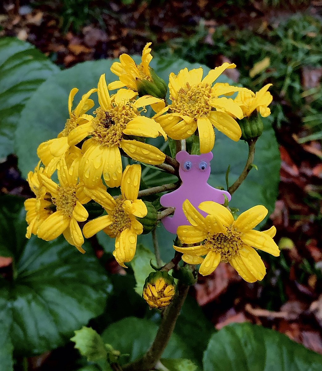AShoeBearPlanet's tweet photo. Shoe Bear®️ with Leopard plant. Milledge Circle Historic District, Athens, Georgia. 
#♻️ #Recycle #Reuse #GoGreen #GreenLiving #RecyclePlastic #HappyEarth #ShoeBears #TakeCareOfThePlanet #GreenLiving #GooglyEyes#TakeShoeBearsWithYou #LeopardPlant #TractorSeatPlant #Rain #Garden https://t.co/CHZyKPpLRd