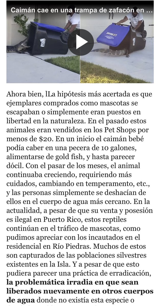 SERPIENTESENPR's tweet photo. Artículo completo para el periódico @ElNuevoDia acerca de los caimanes en Puerto Rico. 

#PSPR #ProyectoSerpientesenPuertoRico #SerpientesenPuertoRico #SerpientesPr #Serpientes #Snake #PuertoRicanSnake #Conservacion #Educacion #Preservacion #Especie #IUCN #VidaSilvestre https://t.co/CaqGZyTyJC