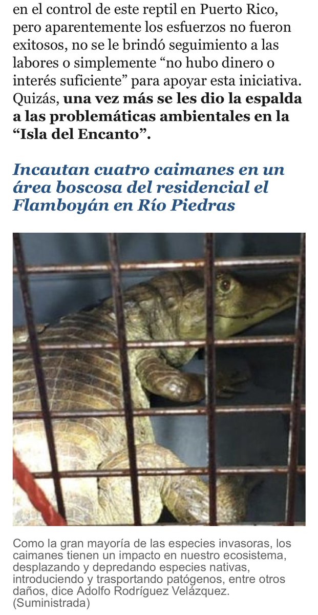 SERPIENTESENPR's tweet photo. Artículo completo para el periódico @ElNuevoDia acerca de los caimanes en Puerto Rico. 

#PSPR #ProyectoSerpientesenPuertoRico #SerpientesenPuertoRico #SerpientesPr #Serpientes #Snake #PuertoRicanSnake #Conservacion #Educacion #Preservacion #Especie #IUCN #VidaSilvestre https://t.co/CaqGZyTyJC