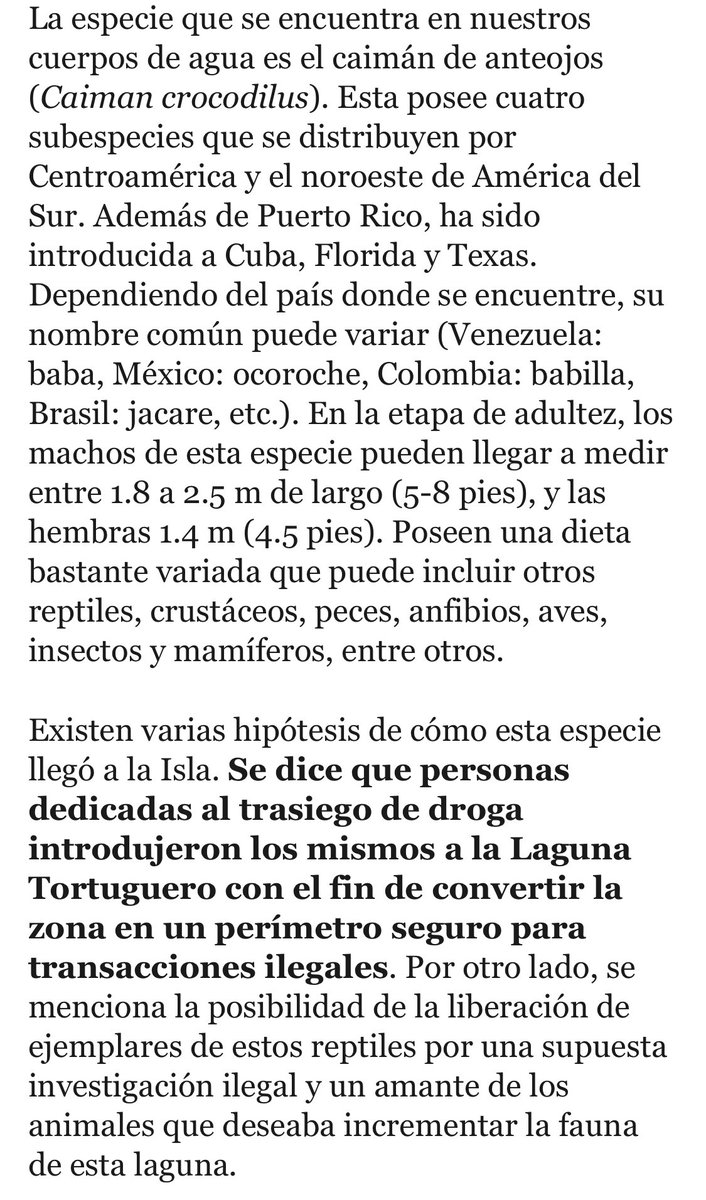 SERPIENTESENPR's tweet photo. Artículo completo para el periódico @ElNuevoDia acerca de los caimanes en Puerto Rico. 

#PSPR #ProyectoSerpientesenPuertoRico #SerpientesenPuertoRico #SerpientesPr #Serpientes #Snake #PuertoRicanSnake #Conservacion #Educacion #Preservacion #Especie #IUCN #VidaSilvestre https://t.co/CaqGZyTyJC