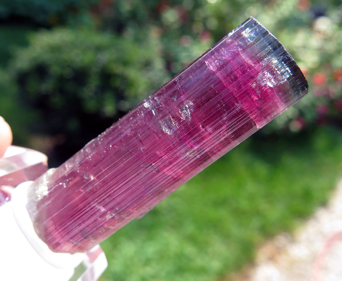 alanpjb123's tweet image. Our Finest Gem Blue cap Rubellite Tourmaline. Cruzeiro mine, São José da Safira, Minas Gerais, Brazil. 20 grams  #tourmaline #bluecap #pinktourmaline 
etsy.me/3nxoxOF