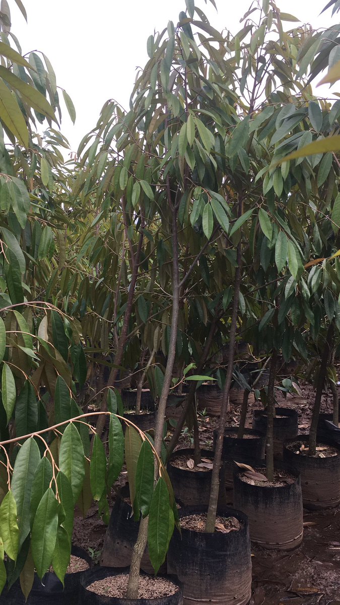 Triya2727's tweet photo. Bismillah...cerbon,kuningan,indramayu....ayo yg mau pesan bibit buah2nya insya allah kami agendakan kirim sampai tempat..minat silanhkan DM kami🙏🙏 https://t.co/idyjargvHj