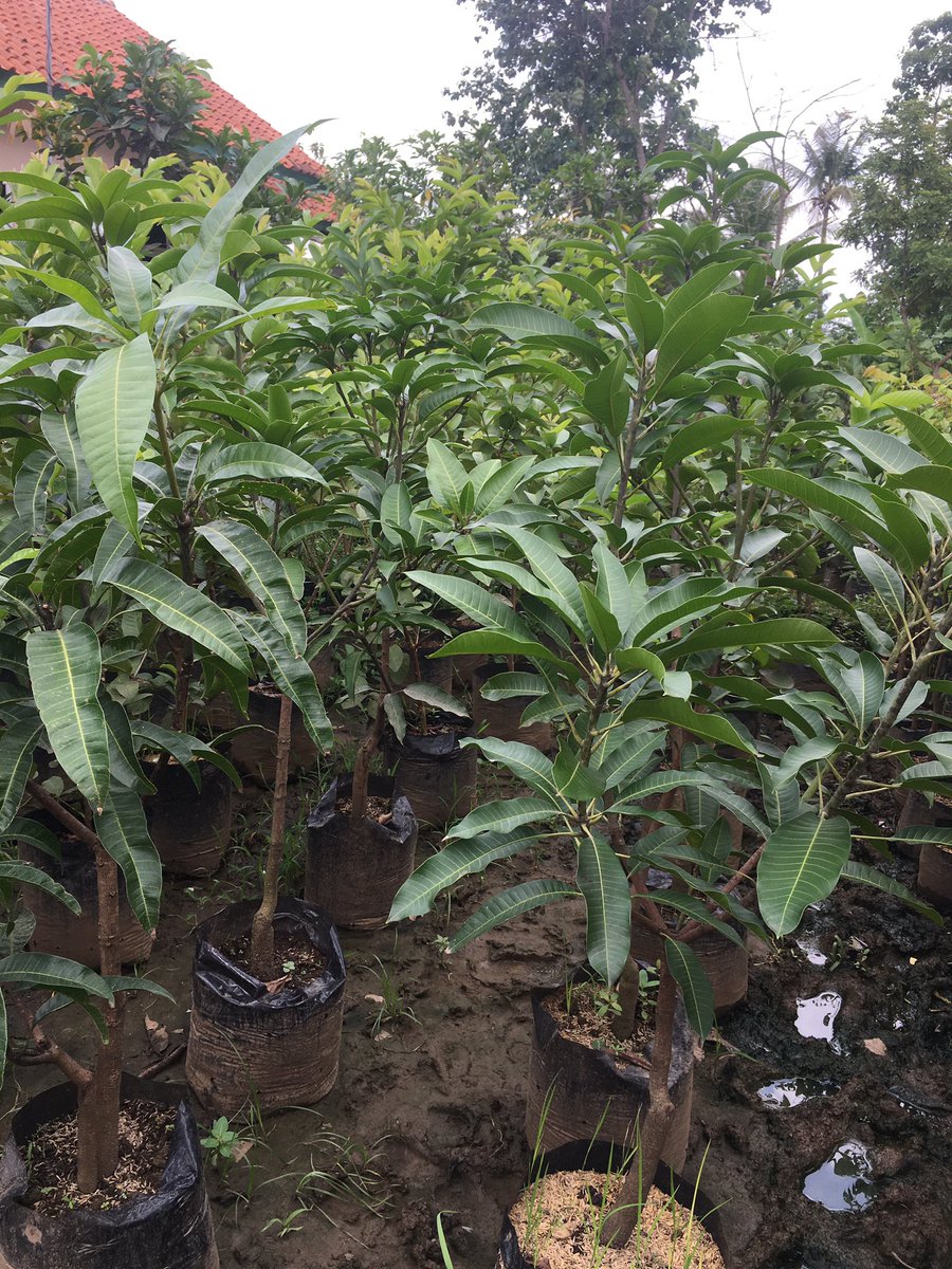 Triya2727's tweet photo. Bismillah...cerbon,kuningan,indramayu....ayo yg mau pesan bibit buah2nya insya allah kami agendakan kirim sampai tempat..minat silanhkan DM kami🙏🙏 https://t.co/idyjargvHj