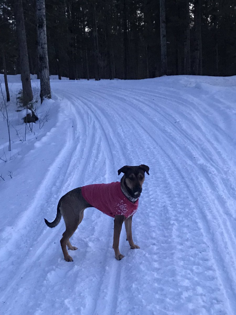 THCharks's tweet photo. Today I was blessed to be on the road since 6:45am for my U15’s #HSLhockey. Got home in time to enjoy the last of the waning daylight. So were a few sledders, snowshoers, bikers & a couple deer 🦌 #getoutside #nocougars #januarywarmth https://t.co/WeHo3Epdgl