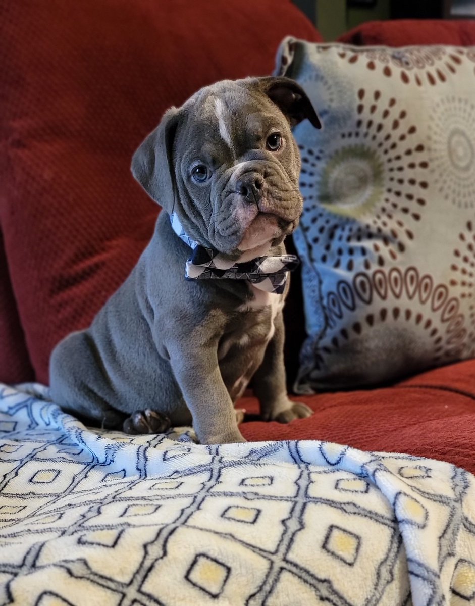 MayBBridges's tweet photo. Asher put on his best bow tie to meet his new family today. 
#bullybuilderkennels #oldeenglishbulldogge #oldeenglish #PNW #bulldog https://t.co/Ms75Lm1gVt