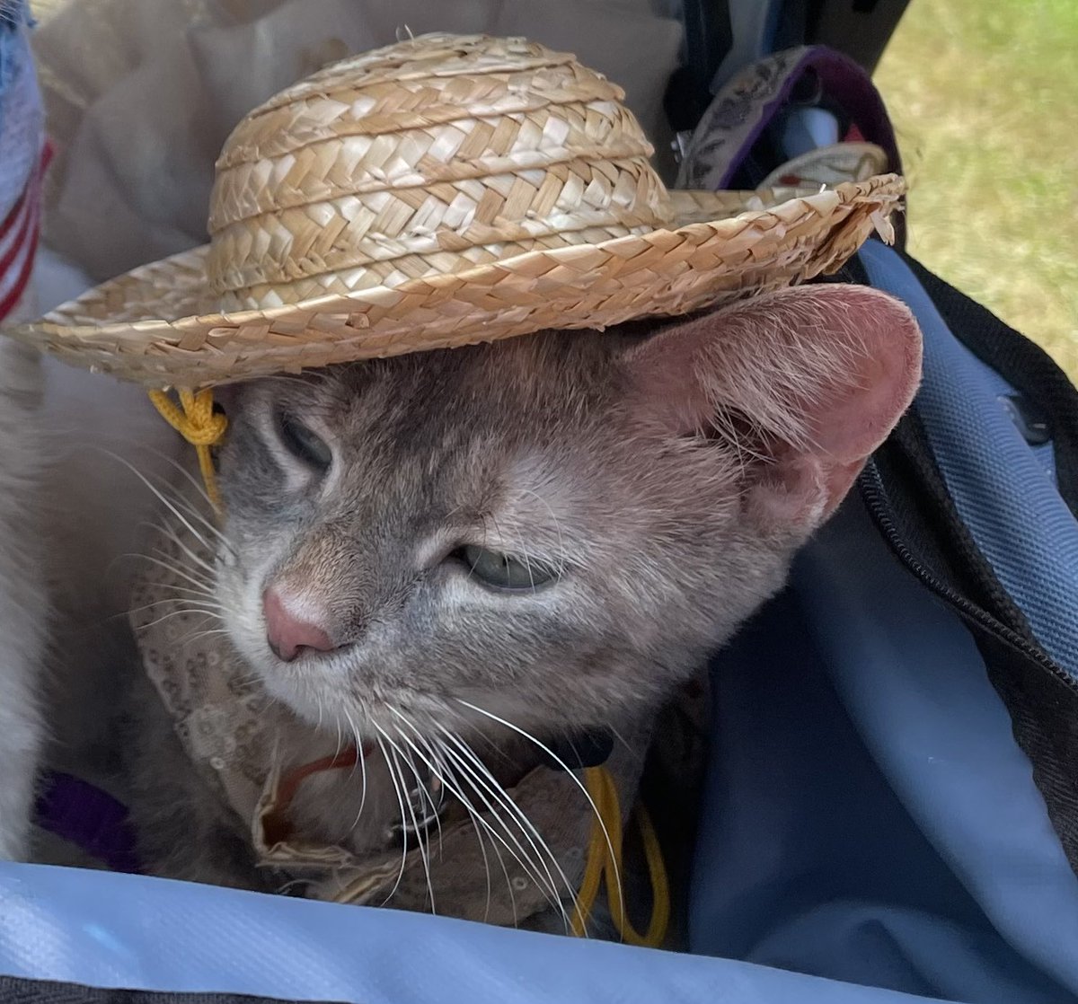 PrincessPWillow's tweet photo. ✨Sparkles &amp; 👒Hats make the PURRfect ���match, on a 👑😺PURRPrincess!! #NationalHatDay #modeling #viral #modeling #fashion #Entertainment #celebrities #Trending #actress #trends #TrendingNow #trend #viral #models #Hollywood #TwitterThenAndNow #Twitter #art #celebrity #instagram https://t.co/SQaxRMiKBj