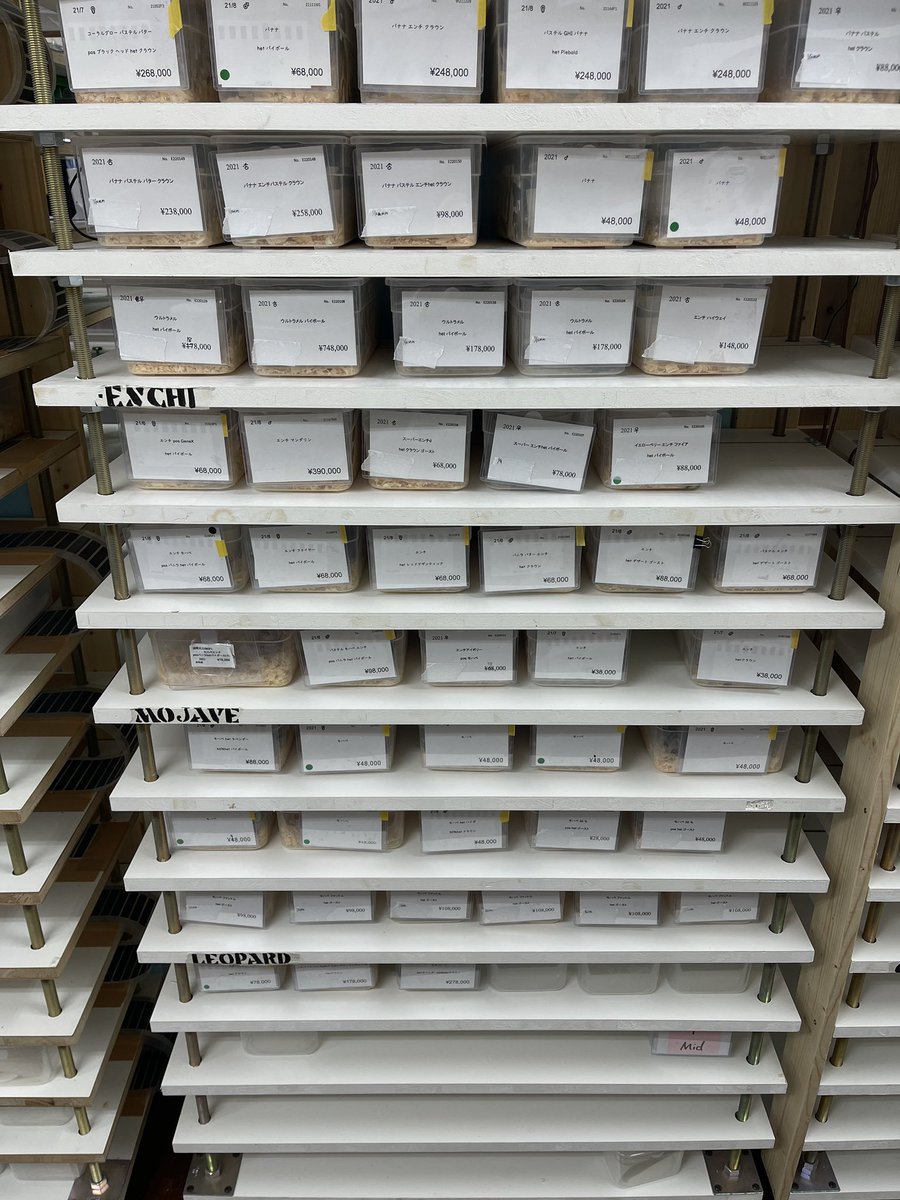 スネークラックのアップデートに伴い、現在お店で使用している現行型を