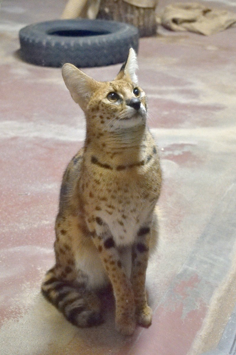 タグ サーバルキャット の注目ツイート メガとんトラック