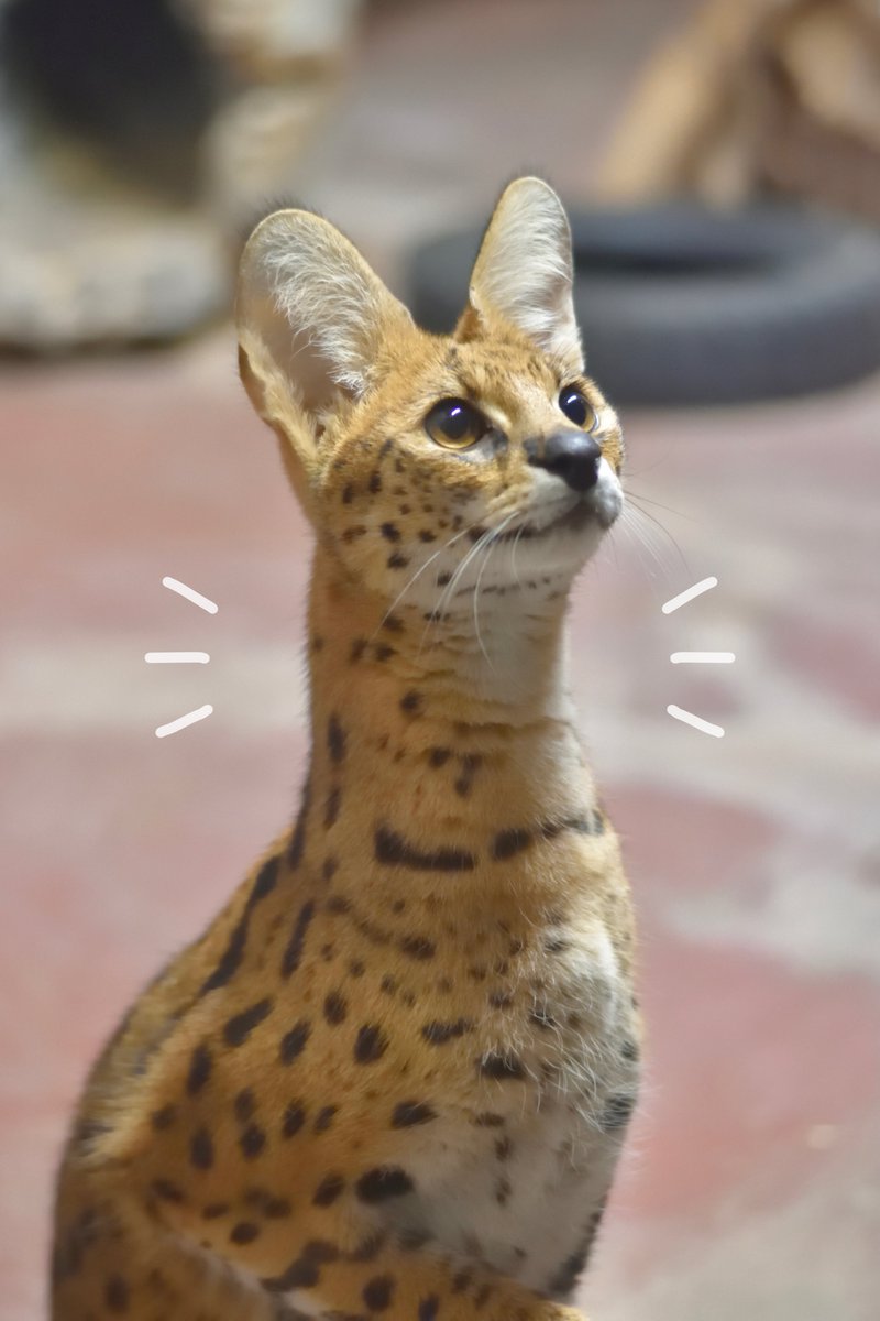 タグ サーバルキャット の注目ツイート メガとんトラック