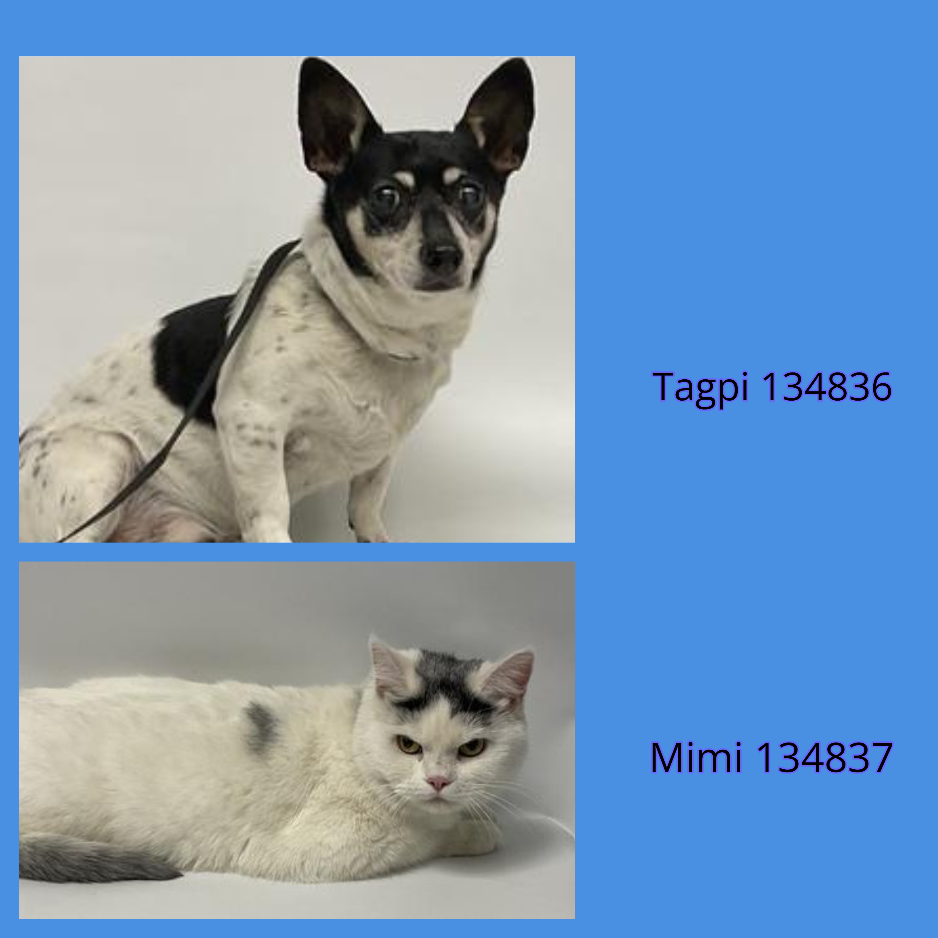 Are Rat Terriers Good With Cats