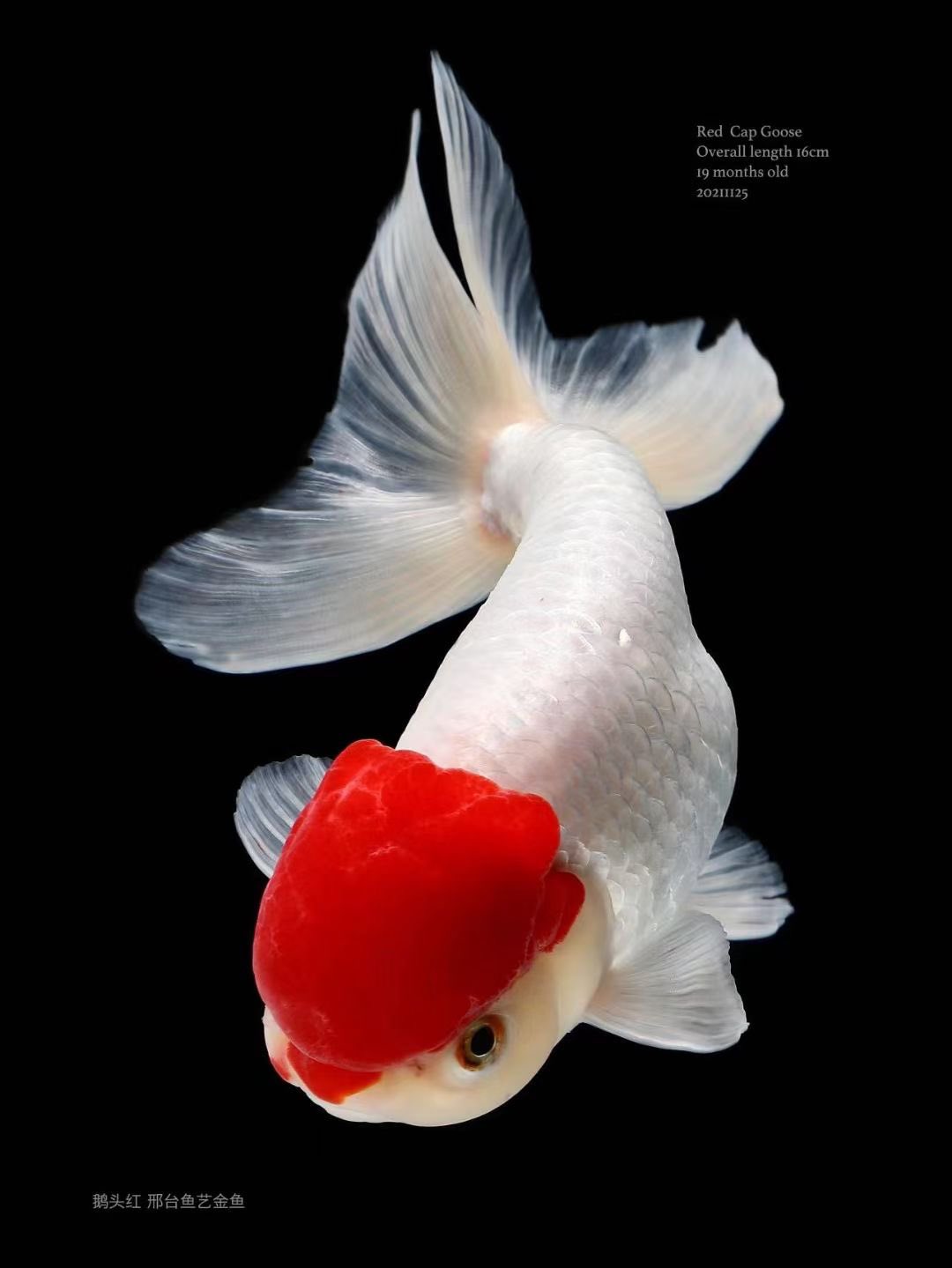 㯹l L 金魚 丹頂 宫鵝 蛋球 鳳球https T Co Lph7zuetio Twitter