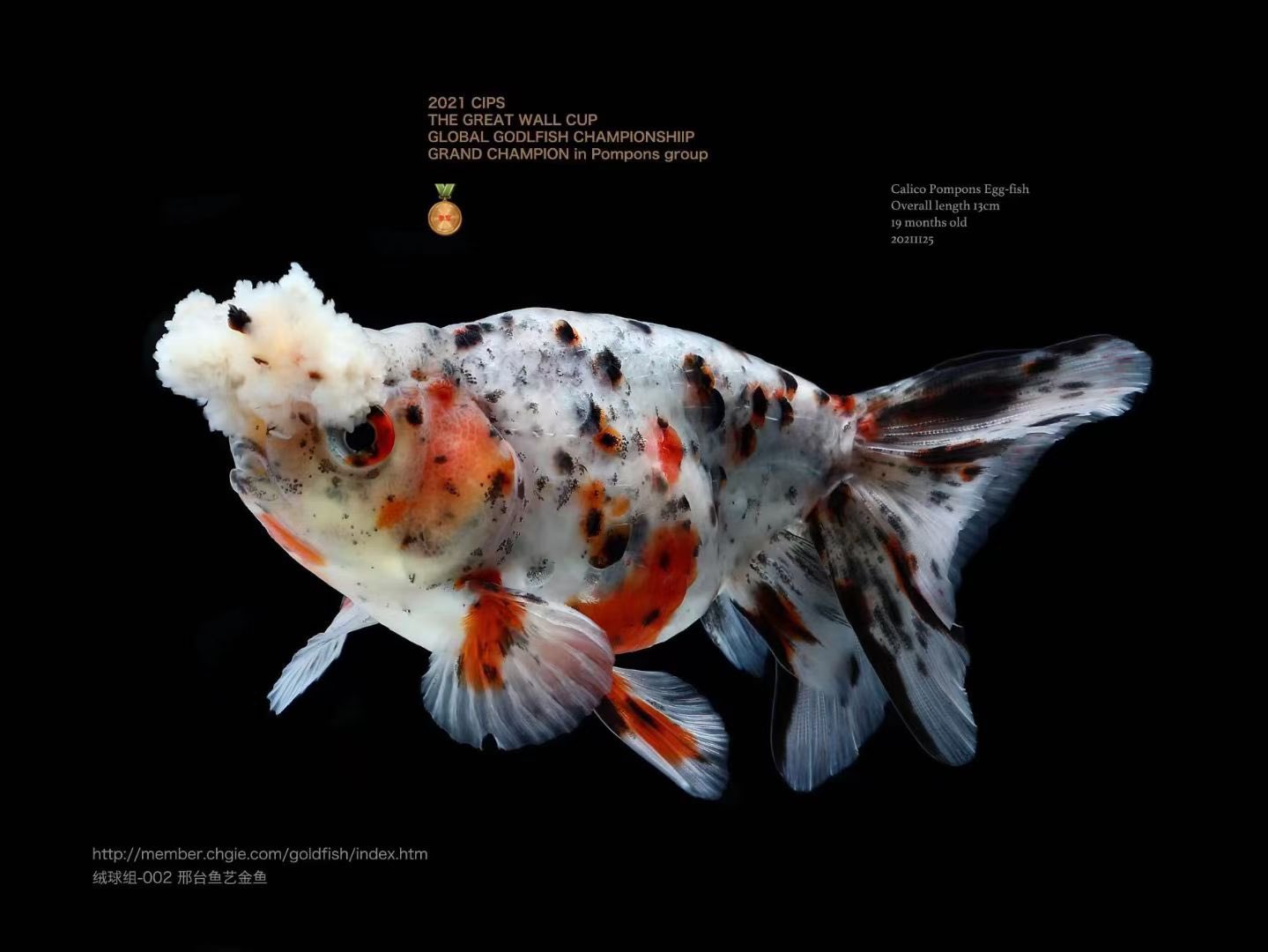 㯹l L 金魚 丹頂 宫鵝 蛋球 鳳球https T Co Lph7zuetio Twitter