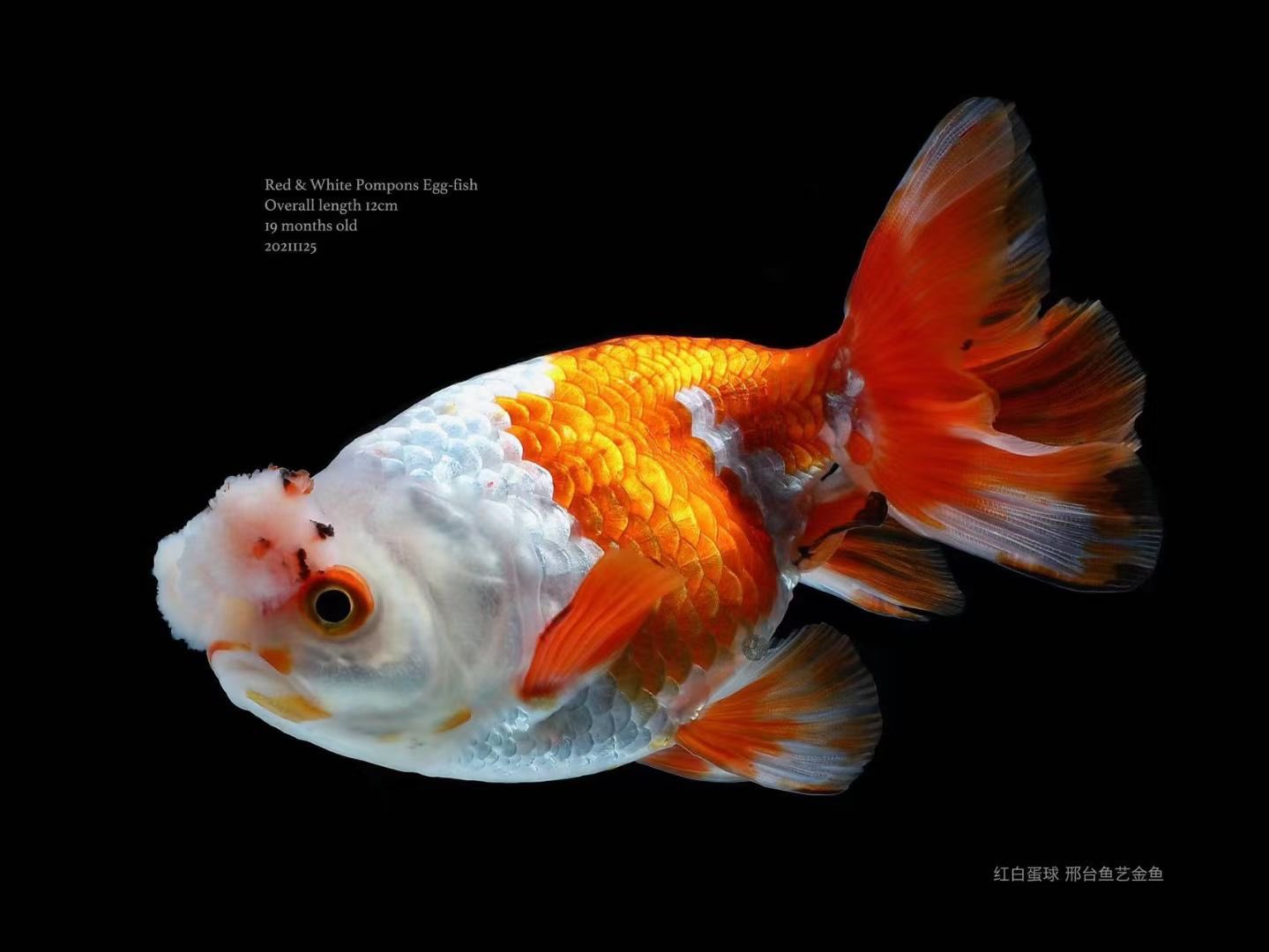 㯹l L 金魚 丹頂 宫鵝 蛋球 鳳球https T Co Lph7zuetio Twitter