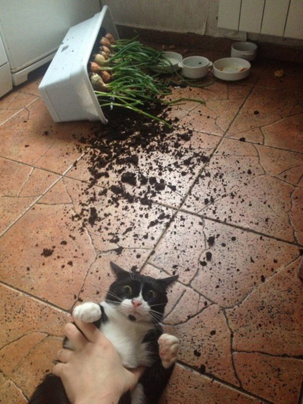 FlyingKittyy's tweet photo. @nopeifyaltalt @DolanDark https://t.co/evYlN450vY