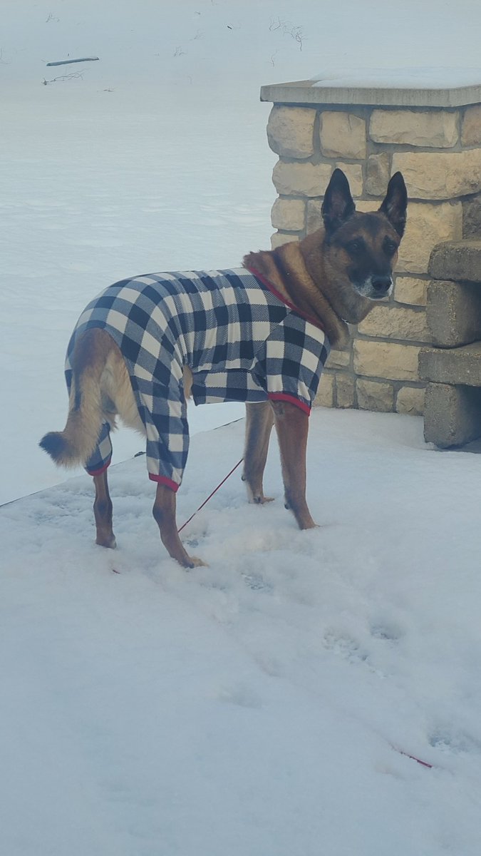 Watcha lookin at? #plaid #stylish @BrownDeerWIPD @k9beny_bdpdwi @bdpdk9haber @k9_retired @k9copmagazine @LivePDNation @FansofLivePd @PK9Mag @PoliceK9sandMWD