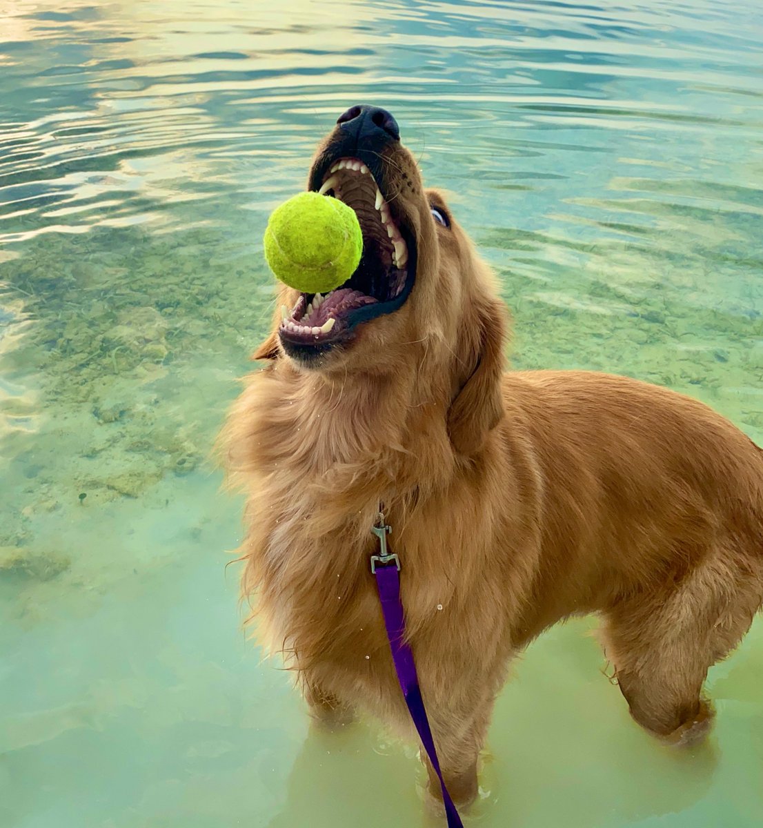 TheGoldenRatio4's tweet photo. C̷̢̣͒H̵̯̖͊O̴̪̓͜M̷̪̺͌̍P̸̗̄̄ https://t.co/16zt7lpCG8