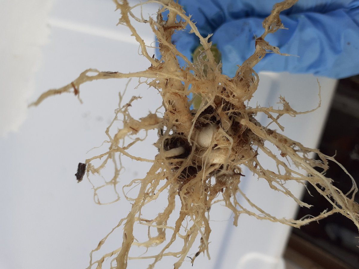ShakilHosain_'s tweet photo. Was trying to determine whether this gall-like structure is caused by #inoculating a soil-born pathogen Plasmodiophora brassicae, #clubroot disease which resulting stunted growth and yield loss in #canola, or just a root deformation.
@NDSUPlantSci https://t.co/G30Y4h329Q