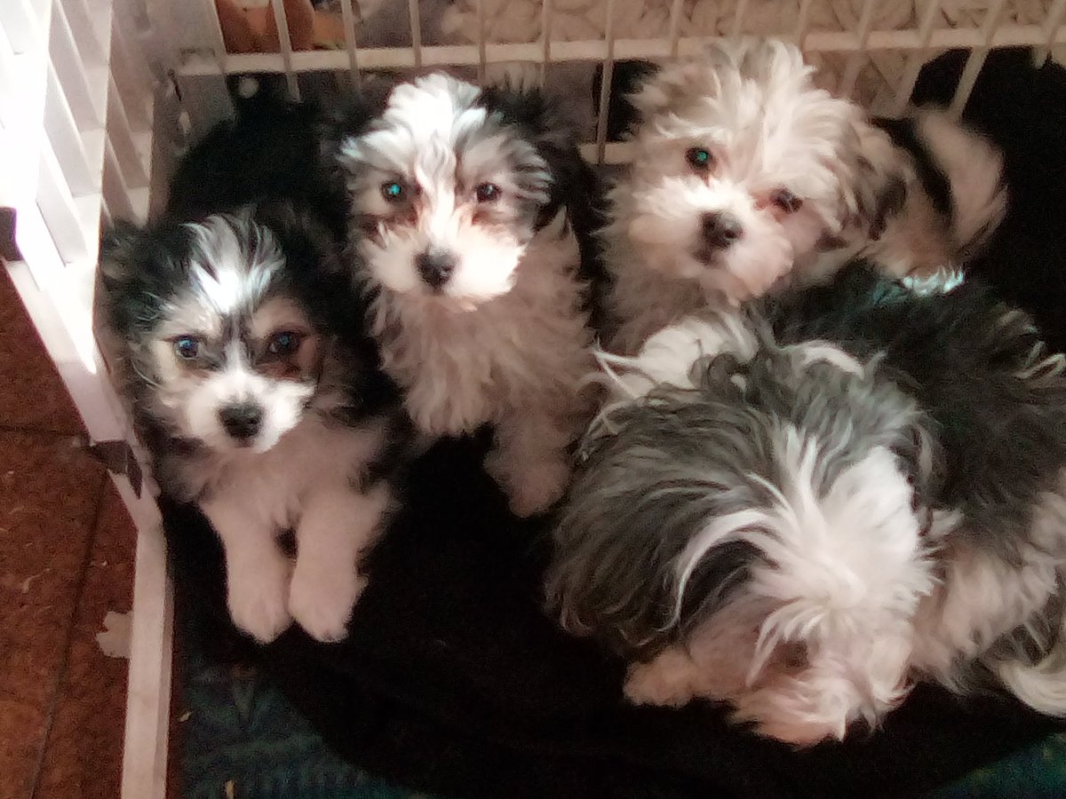 TamiLCamp2's tweet photo. Teddy Bear Havamaltchi puppies - Classified Ad https://t.co/B8EmJBKD6V https://t.co/ttluHs1ZVm