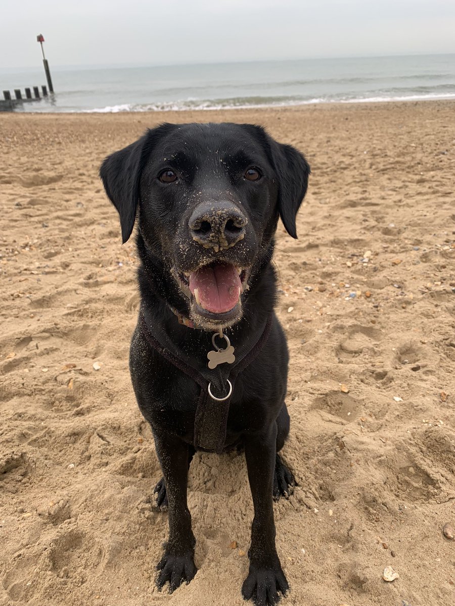 bowow_jack's tweet photo. WE WENT TO THE BEACH AND IT WAS BRILLIANT https://t.co/QnAySLgtID