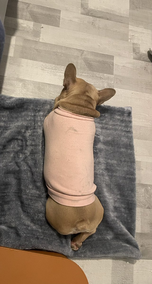 coco_th's tweet image. Just chilling with the lady separately from boss cos we don’t like each other much tonight! 😩😬🐾 #frenchieproblems #welovewehate