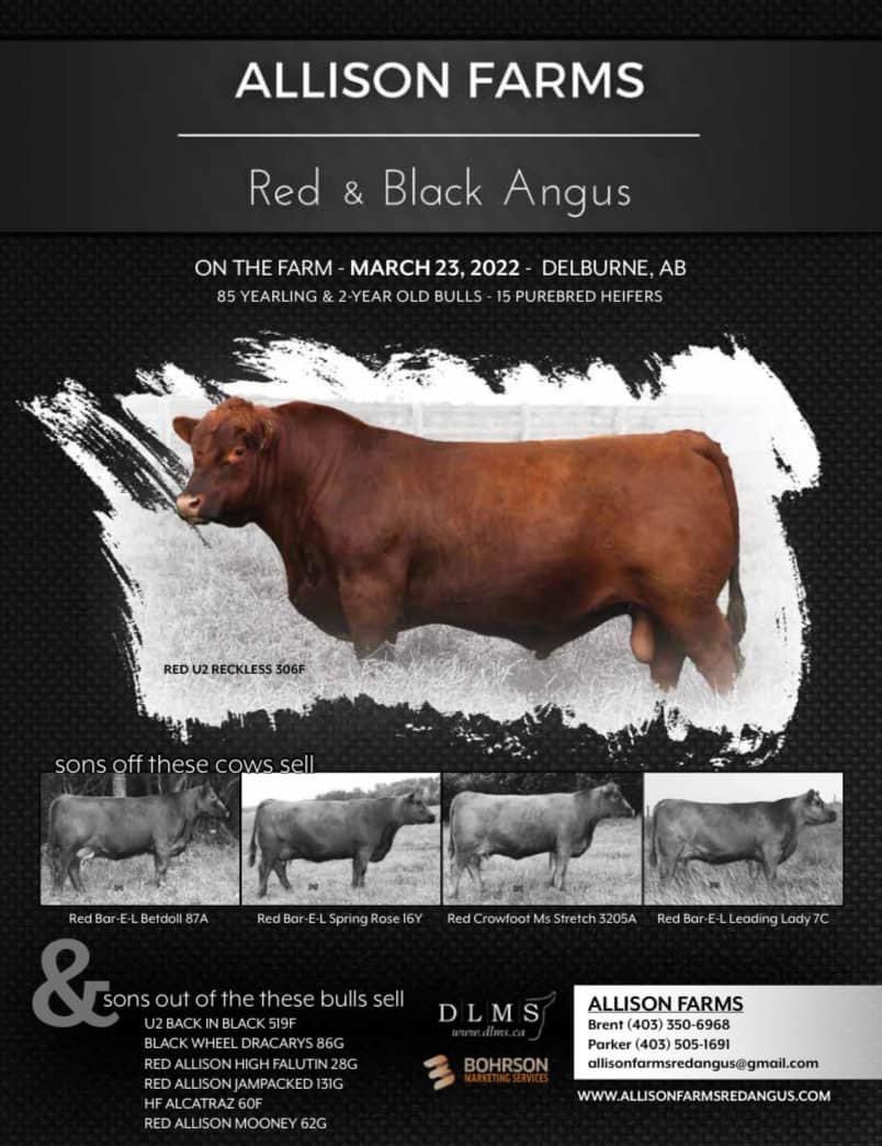 Allisonfarms's tweet photo. Mark your calendars. @AllisonRedAngus sale March 23/2022. #Angus #AgTwitter https://t.co/ONvDNrvkiK