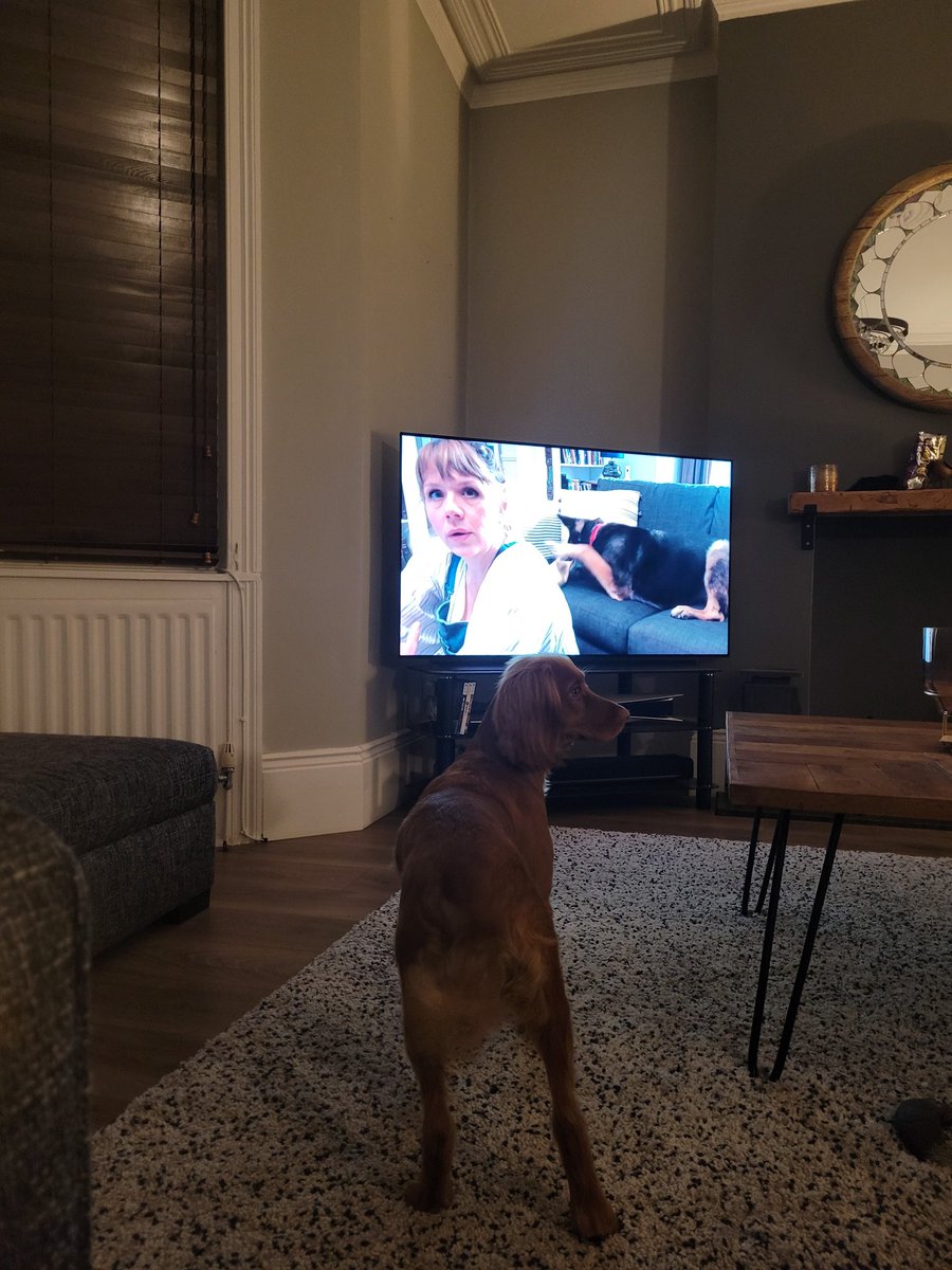 Our dog Link, looking for his squeaky toy as it was on #AfterLife3 <a href="/rickygervais/">Ricky Gervais</a> we don't deserve dogs ❤