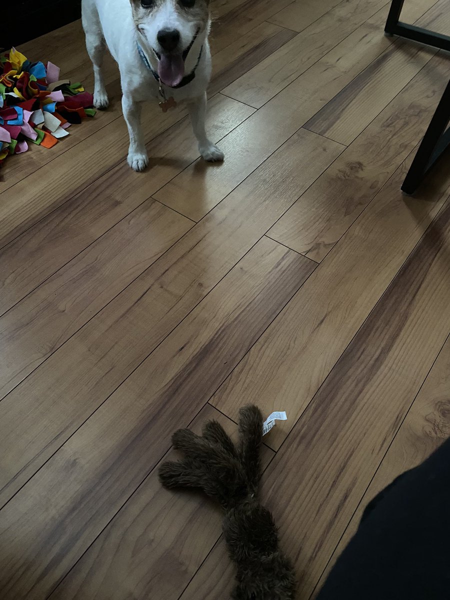 DaisyMaeJack's tweet image. I’m soooo bored. Mum got me dis sniffer mat. She hid treatos in it. Took me like 2 minutes to find em all. Been playing with my new fren. He looks like a bear octopus. What should I call him? #winterwoes #boreddog #cantplayenough #dogsoftwitter #dogs