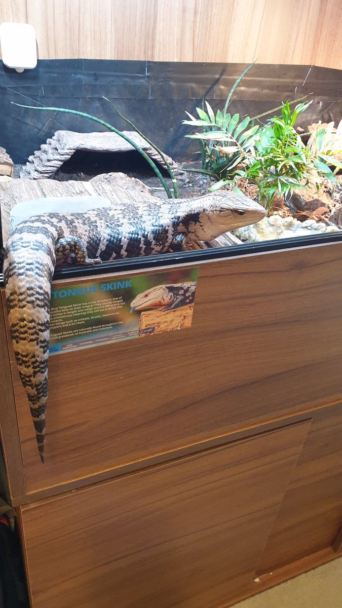 SOUVIEBTS's tweet photo. Sometimes I loiter/
"SOUVIE PUT YOUR BUM AWAY"/
I ignore the call.
#reptile #bluetongueskink #haiku #reptiles #petpoetry #poem #bioactive #cobblepath #officeskink https://t.co/mv1TG3e0DO