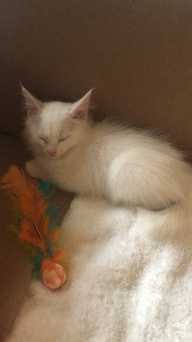foderection's tweet photo. oi gente eu nunca fiz isso aqui antes mas então eu resgatei essa gatinha hj e tive que levar na upa pet e tô precisando de 300 reais pra pagar as despesas médicas. aceito QUALQUER valor via pix!! vc pode ajudar também dando RT aqui pra alcançar mais pessoas.
pix: 21981916670 https://t.co/ziSkqlv4BL