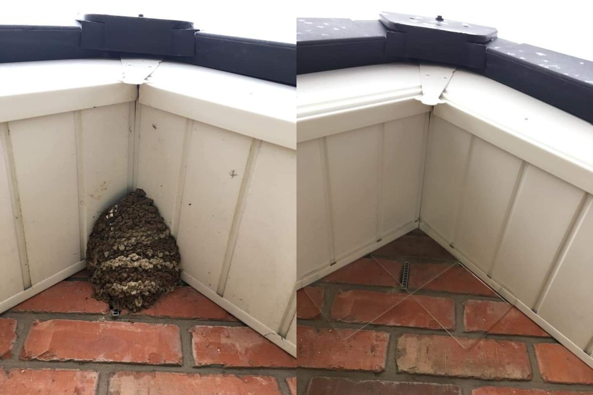 Before and after pic with Flat NestDivert #nestdivert #CleanUp #pestcontrol
