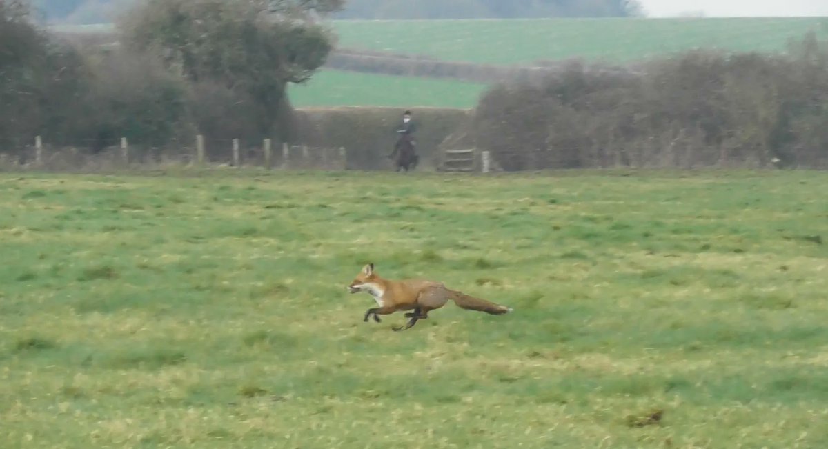 North Dorset Hunt Saboteurs tweet media