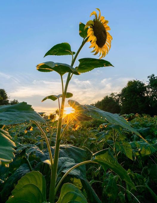 ريما tweet media