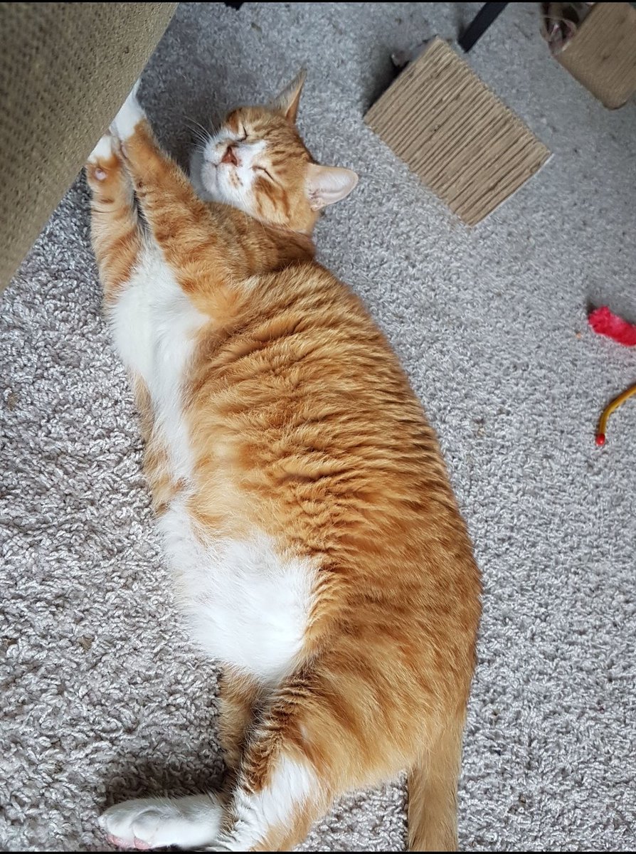 orangeroundman's tweet photo. today's a year without my boy. just wanted to share some pictures over here, i know he was appreciated and i have endless pictures. miss you, timbus. https://t.co/NqJCXjr9rR