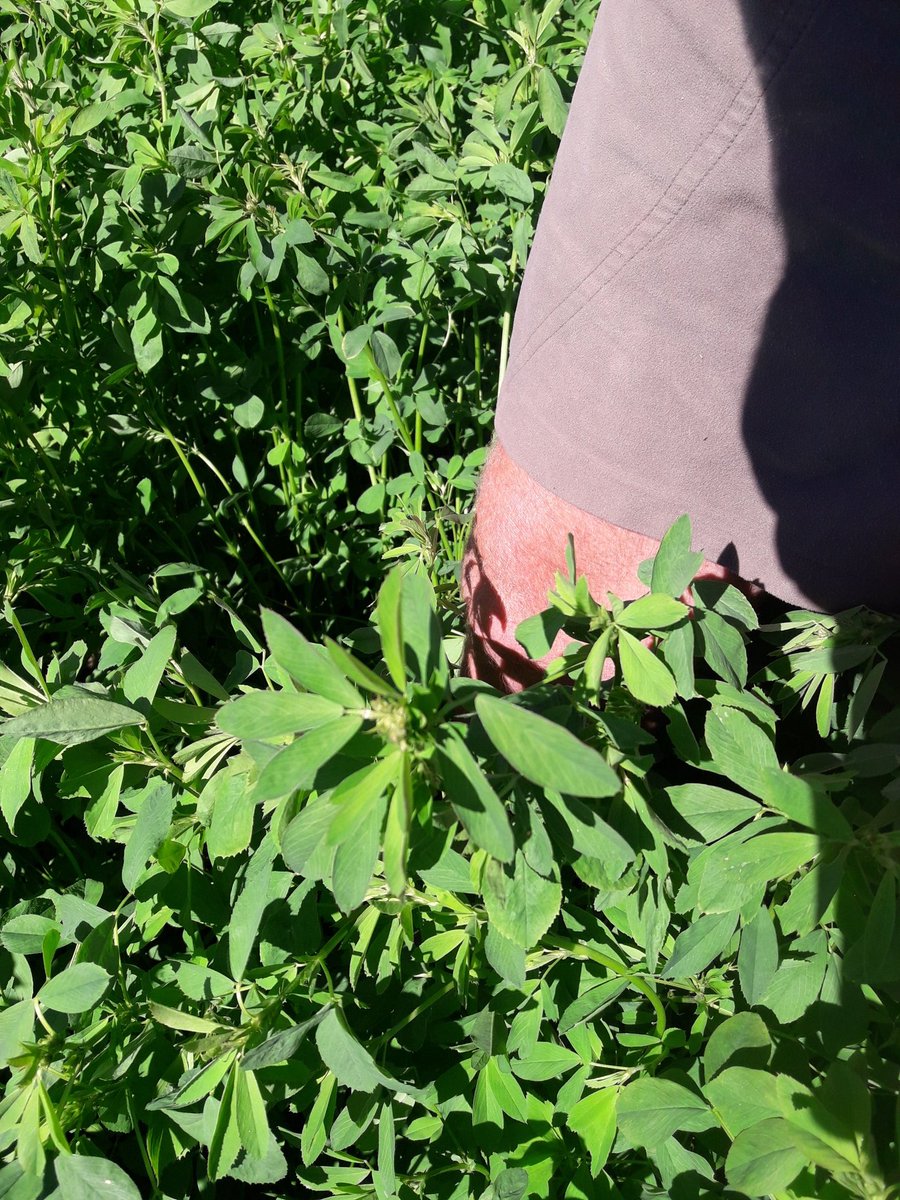 CharollaisRams's tweet photo. This Sundays update. Through the lower lying areas the #Oakdon is suppressing the weeds nicely. About 4 weeks growth. https://t.co/D5AH2YyvBY