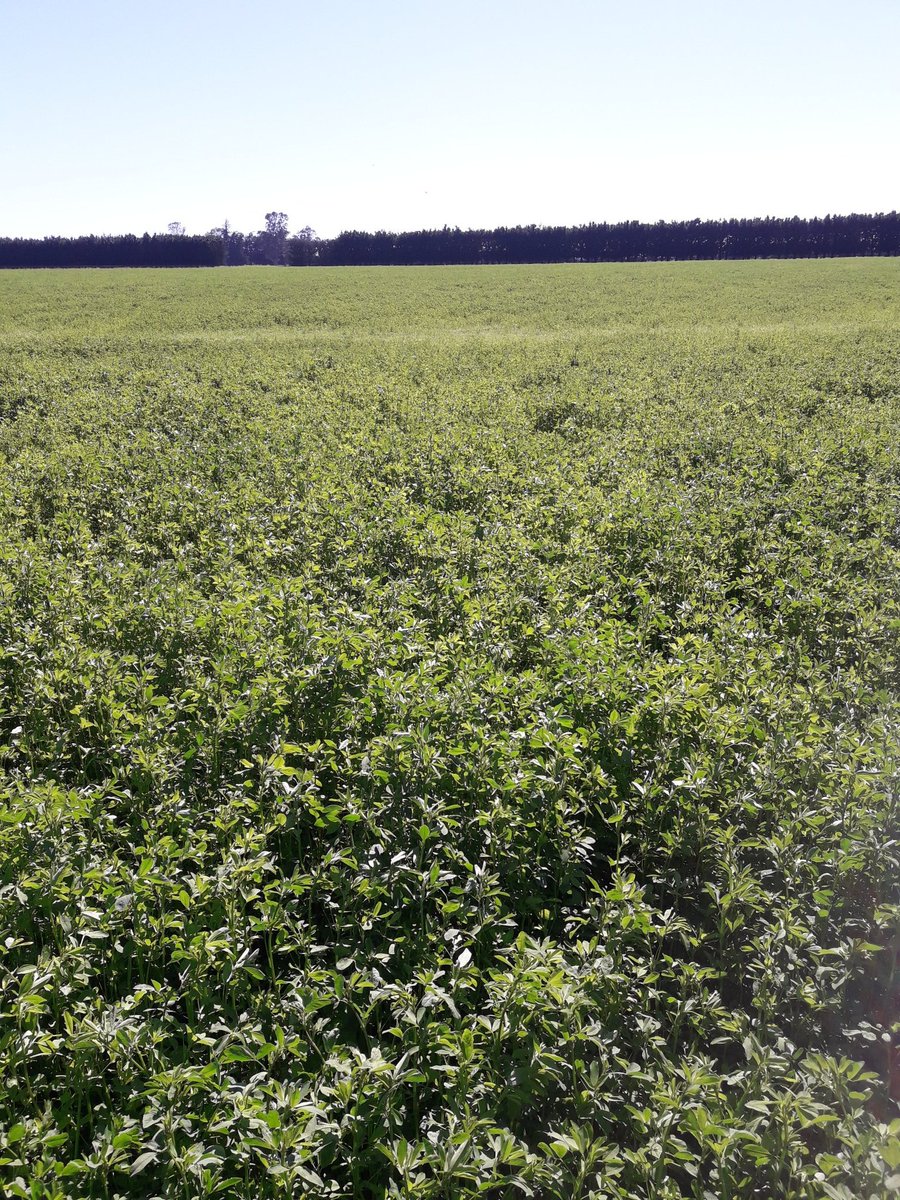 CharollaisRams's tweet photo. This Sundays update. Through the lower lying areas the #Oakdon is suppressing the weeds nicely. About 4 weeks growth. https://t.co/D5AH2YyvBY