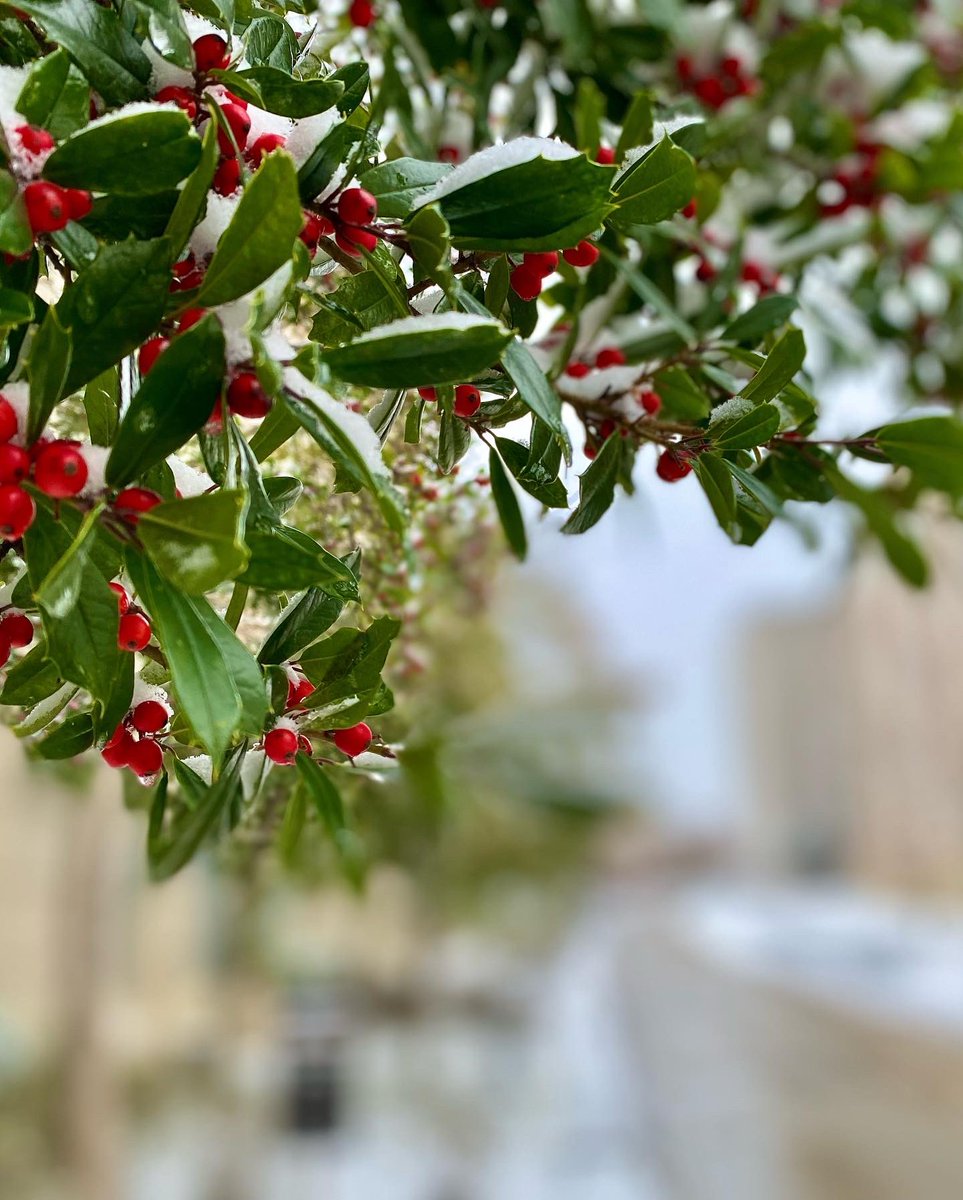 UArkansas's tweet photo. It’s a snowy day at the U of A! #uark https://t.co/M7WdlWXs5O