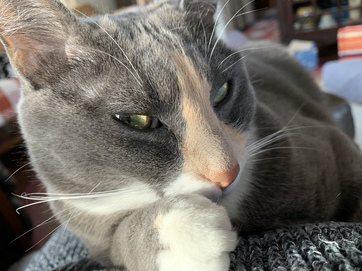 iagirl61's tweet photo. Willie living his best life, Tillie has a secret, and Millie rules the world.
#Caturday https://t.co/f43TcXTnqD