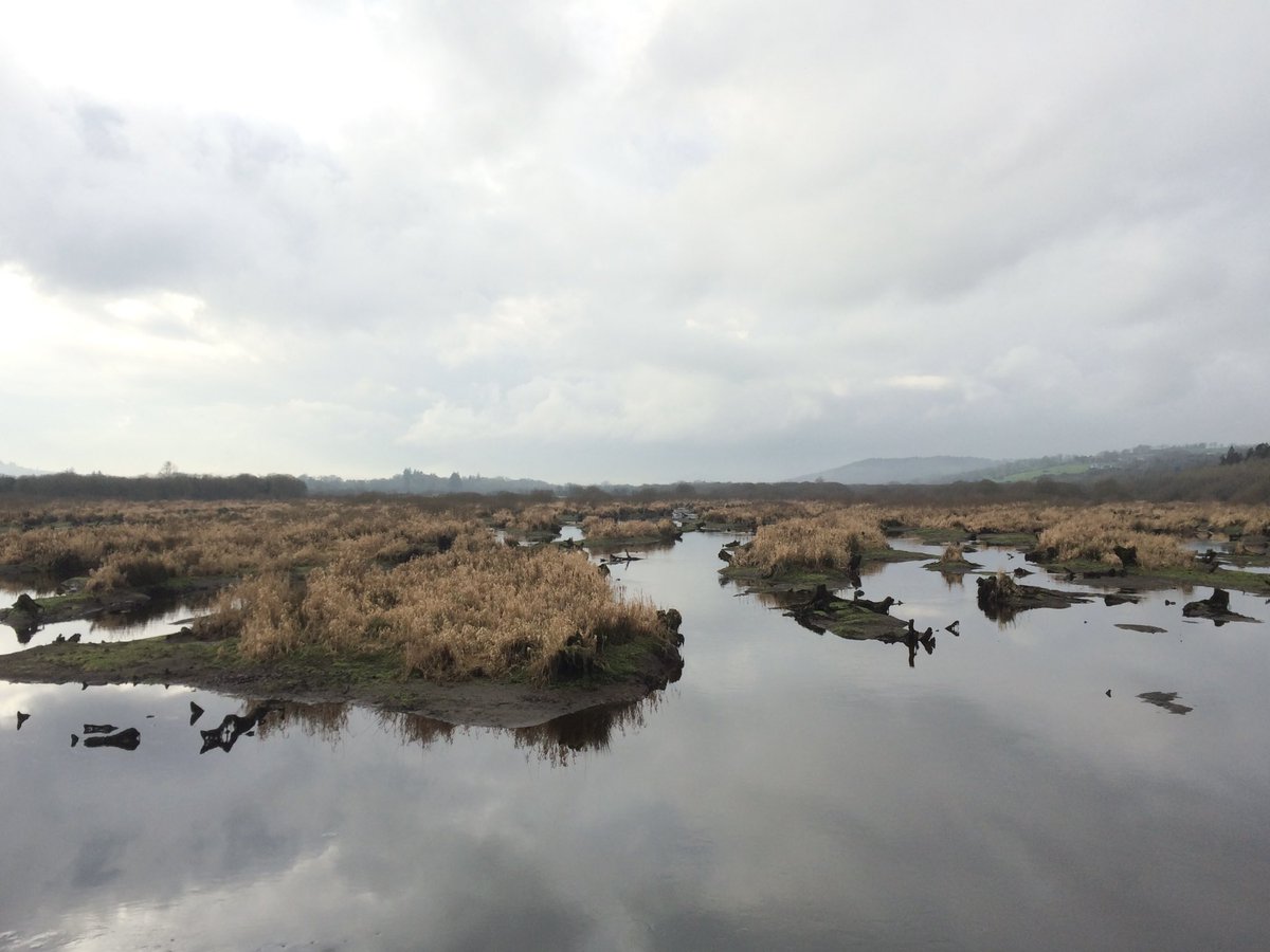 AHRDesigns's tweet photo. @BirdWatchIE @Irishwildlife @EcoEye Lovely walk at The #Gearagh, #Macroom today. Distant views of Great White Egret with six Little Egrets, and Kingfisher. Just about visible in the photo I took with my phone through the telescope at max magnification! #WestCork https://t.co/5KGzpwgamm
