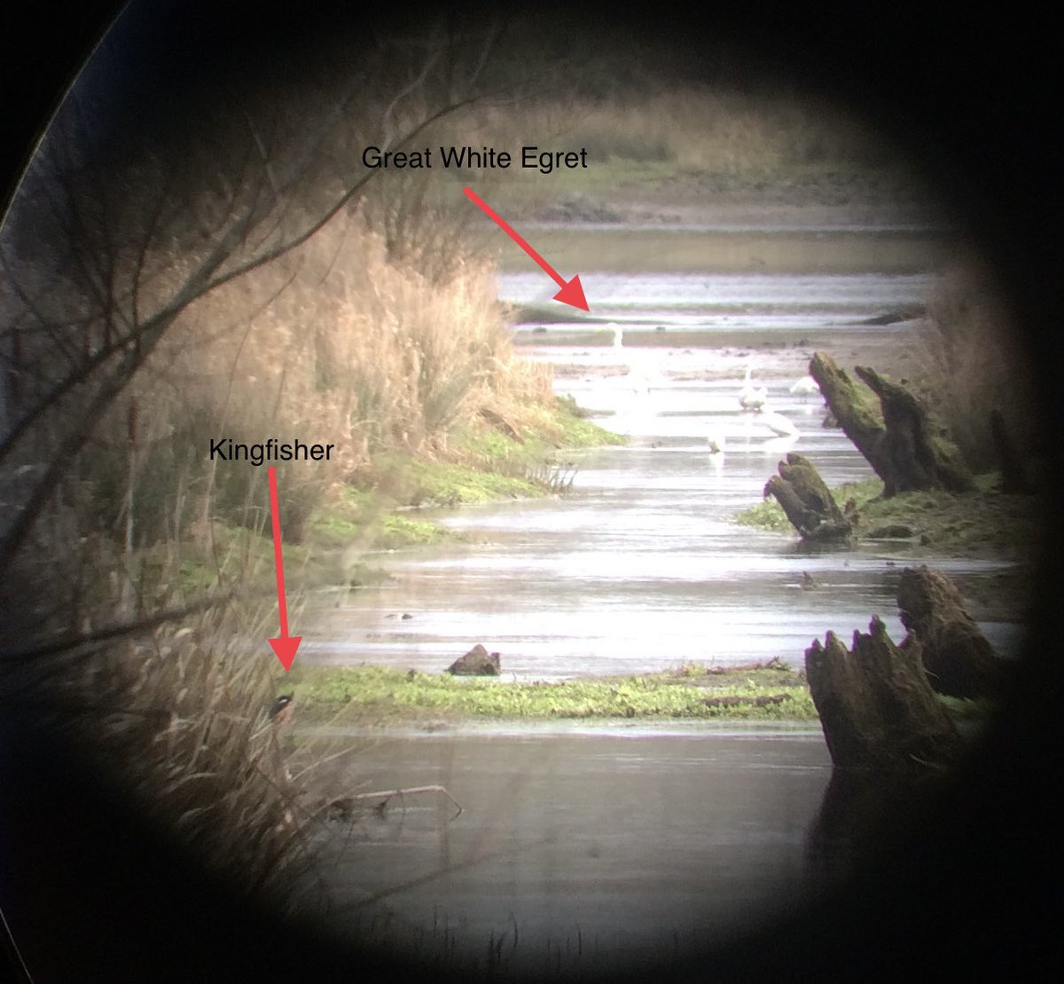 AHRDesigns's tweet photo. @BirdWatchIE @Irishwildlife @EcoEye Lovely walk at The #Gearagh, #Macroom today. Distant views of Great White Egret with six Little Egrets, and Kingfisher. Just about visible in the photo I took with my phone through the telescope at max magnification! #WestCork https://t.co/5KGzpwgamm