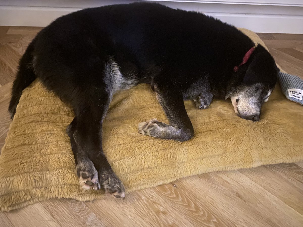 My bed is so comfy 😌

#bedtime 
#sleepy 
#dogsoftwitter