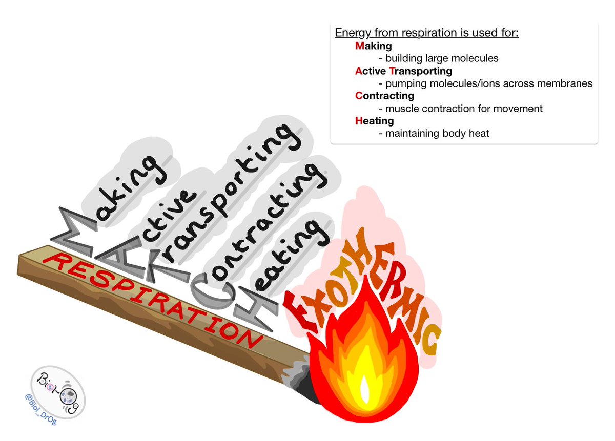 Biol_DrOg's tweet photo. Starting to formalise my "ways to remember". I often pause to develop mnemonic devices & promote this way of thinking to my Ss. Will be tweeting them as I draw them up on my ipad. Up first is uses of energy from respiration GCSE #ways2remember #mnemonicdevices #pausethinkremember https://t.co/4WNn6EjKEW