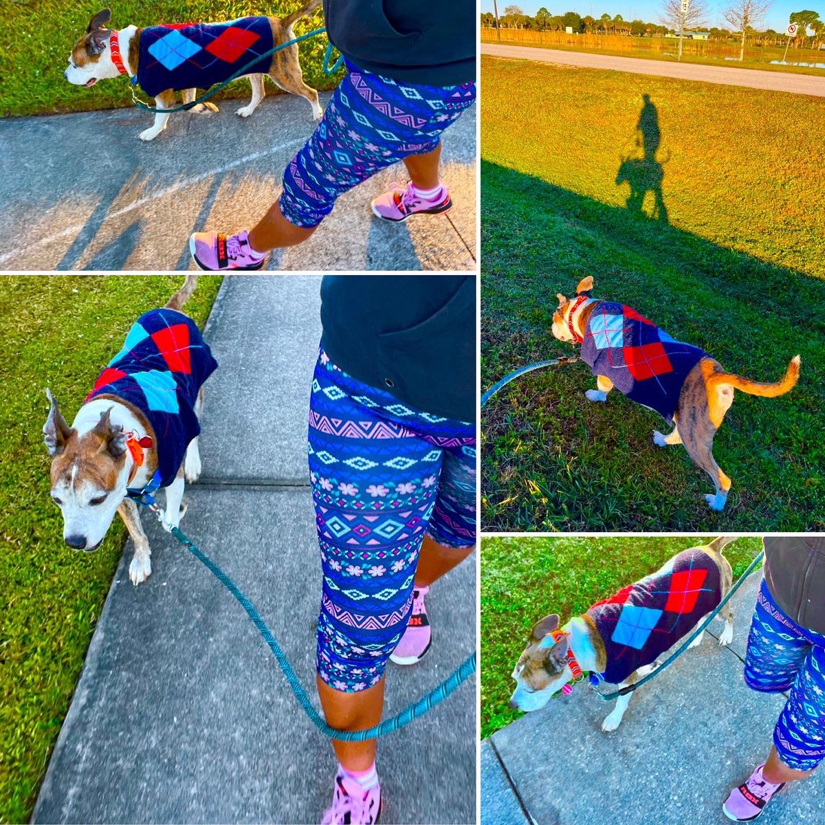 forpoochessake's tweet image. I don’t own a #puffjacket , just #sweatshirts . So, 41F is a #coldstart . The best thing about #livinginflorida is, the #temp rises to the 70s as quickly as it drops, to the #dismay of #locals who don’t mind a little bit of #coldweather. #haha