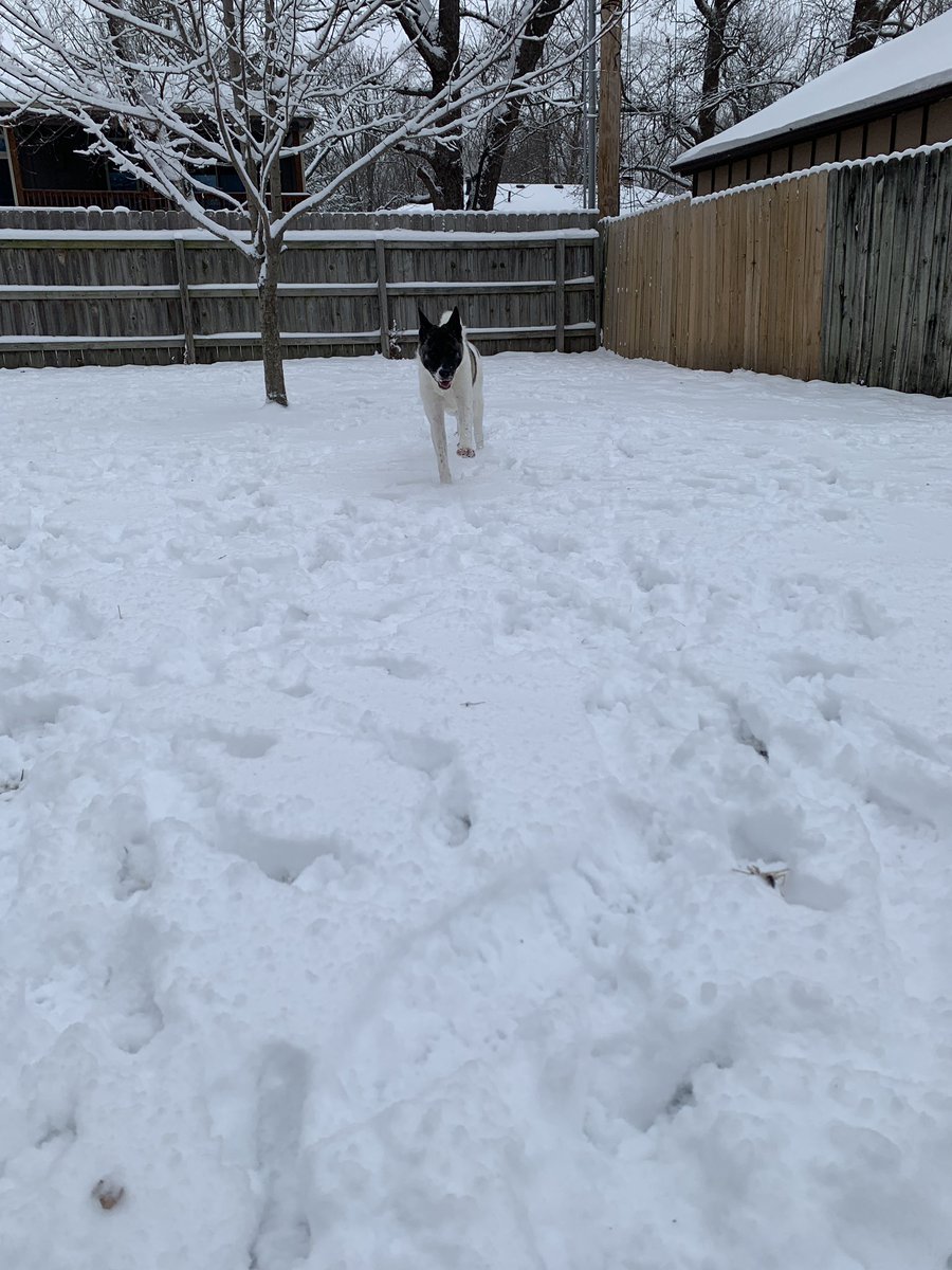alexandreagore's tweet photo. Her first snow <33 https://t.co/jFRSgxK7RD