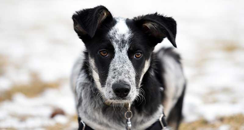 FreeCharlesE's tweet photo. Charlie was given Jasmine to train today. She is a blue heeler mix, like the photo in this post (not her). Jasmine only has one eye. She is 8 months old, sweet and very intelligent. Jasmine will be ready for adoption in about 12 weeks. Watch this space.#FreeCharlesErickson https://t.co/dqeAzuD575