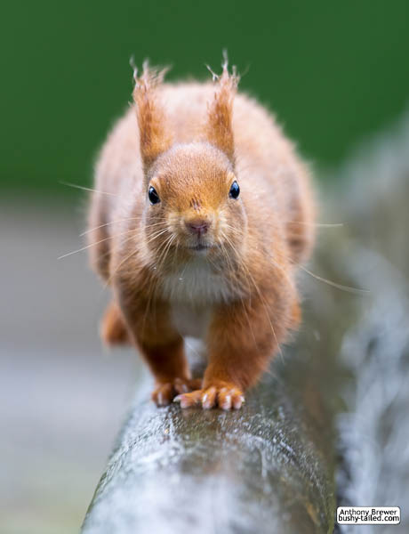 'The oncoming squirrel' #photography #squirrelphotography #squirrel #BritishWildlifeCentre @BWCtweets