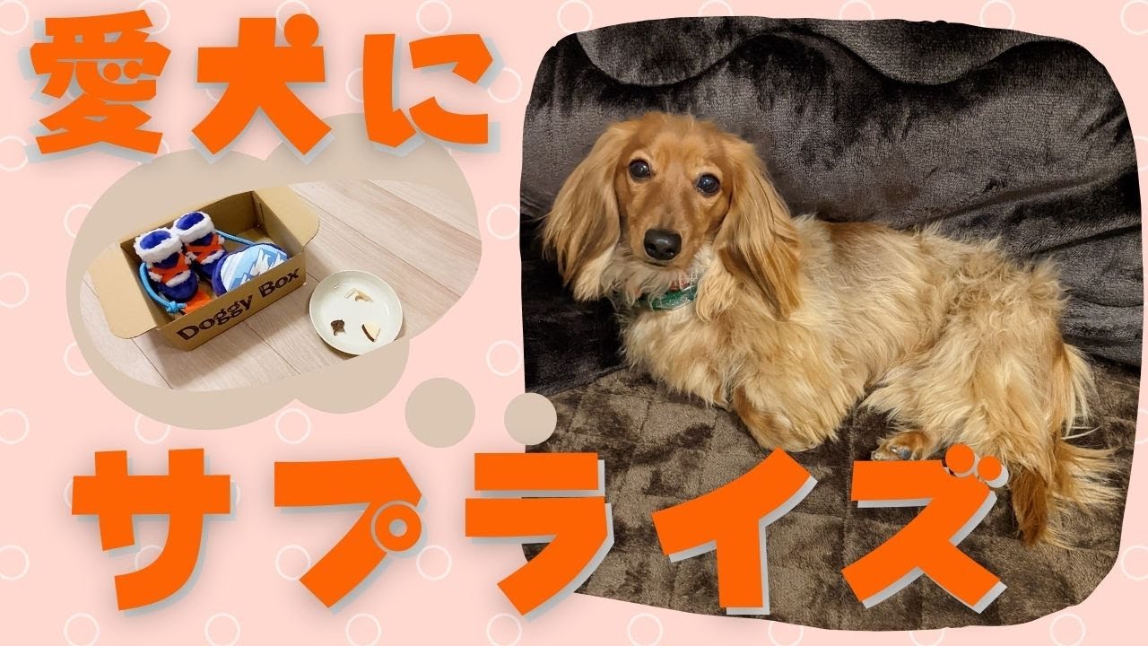 はる日和 カニンヘンダックスフンド Morisugi Panchi Twitter